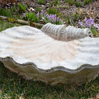 Seashell Birdbath from Historic Chatham Manor