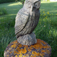 English Long Eared Owl