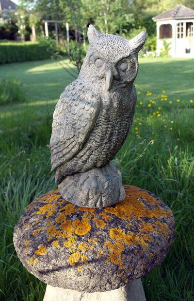 English Long Eared Owl